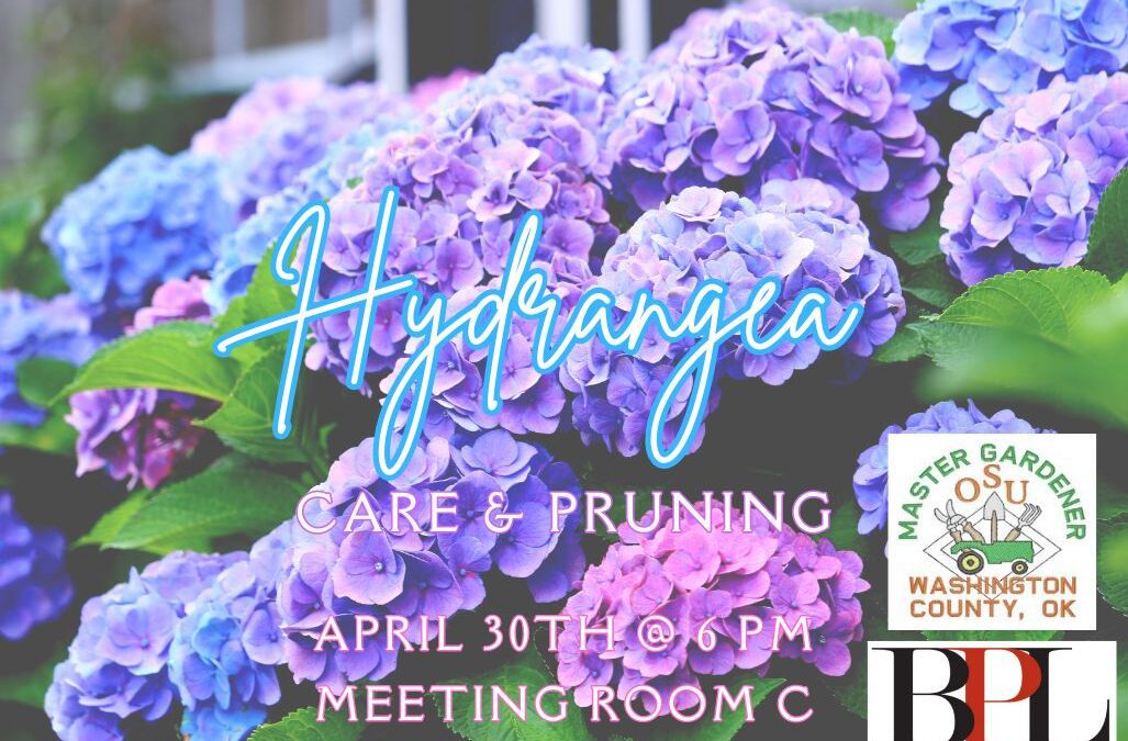 Hydrangea Care and Pruning